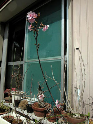河津桜