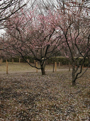 相模原北公園の梅