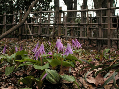 相模原北公園のカタクリ