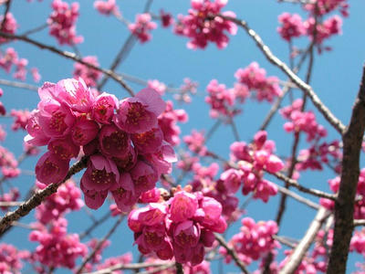 相模原北公園の寒緋桜
