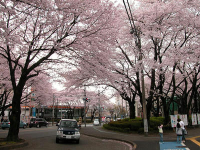 相模原の桜