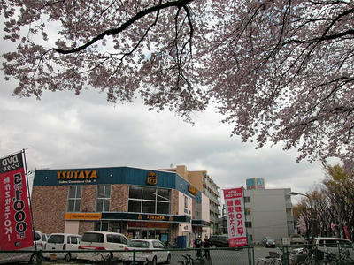相模原の桜