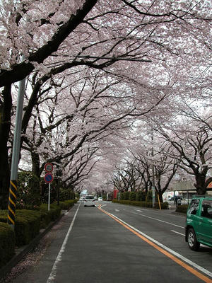 相模原の桜