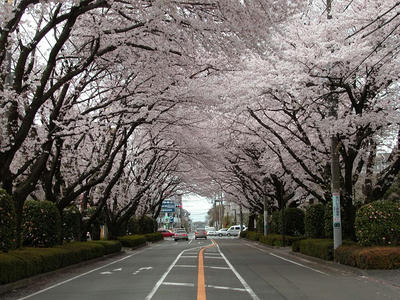相模原の桜