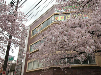 相模原の桜