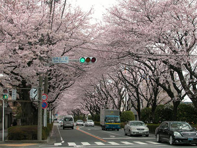 相模原の桜