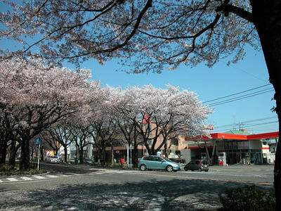 相模原の桜2011/4/14