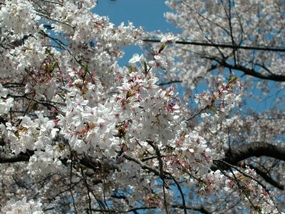 相模原の桜2011/4/14