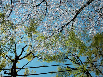 相模原の桜2011/4/14