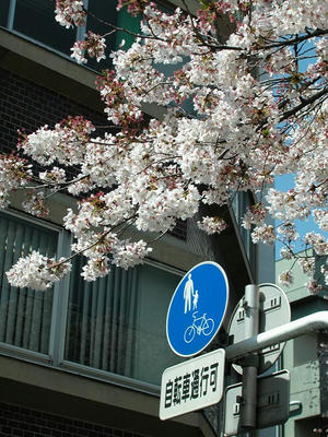 相模原の桜2011/4/14