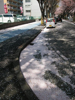相模原の桜2011/4/14