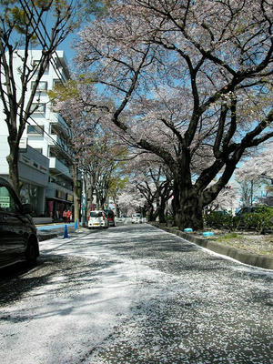 相模原の桜2011/4/14