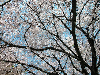 相模原の桜2011/4/14