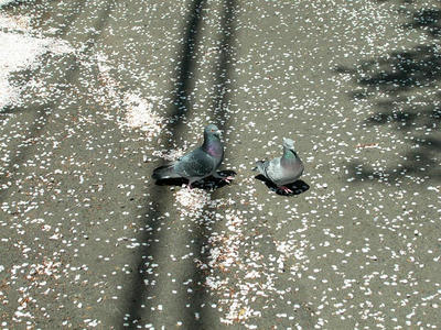 相模原の桜2011/4/14
