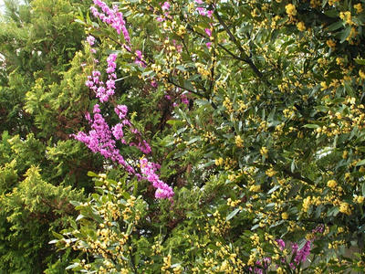月桂樹の花