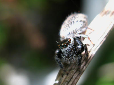 マミジロハエトリグモ♀