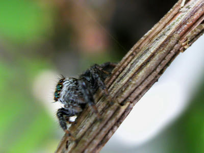 マミジロハエトリグモ♀