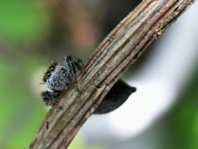 マミジロハエトリグモ♀