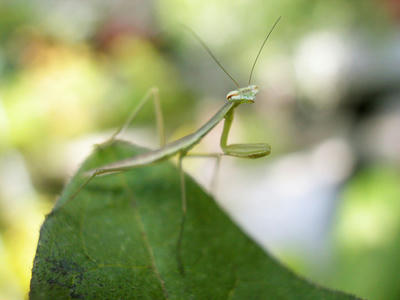 カマキリ幼体