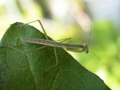 カマキリ幼体
