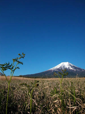 富士山＠北富士演習場