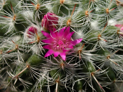 サボテンの花が開花