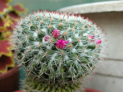 サボテンの花が開花