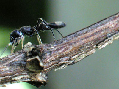 アリグモ♀