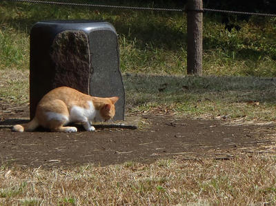 猫＠相模原北公園