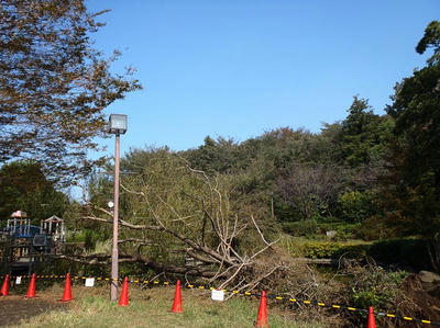 倒れた柳＠相模原北公園