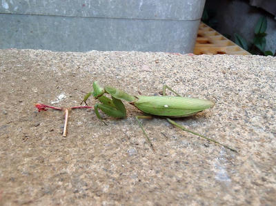 ハラビロカマキリ