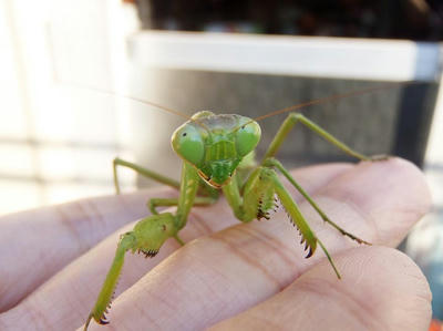 ハラビロカマキリ