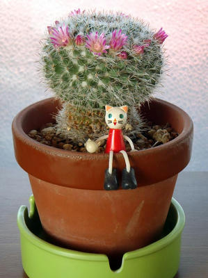 100均サボテンのつぼみがぞくぞく開花 被写体 植物 Photolife Blog