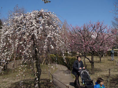 相模原北公園の梅20120320