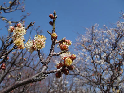 相模原北公園の梅20120320