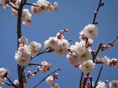 相模原北公園の梅20120320