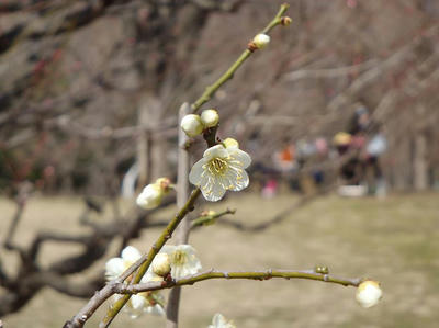 相模原北公園の梅20120320
