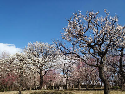 相模原北公園の梅20120325
