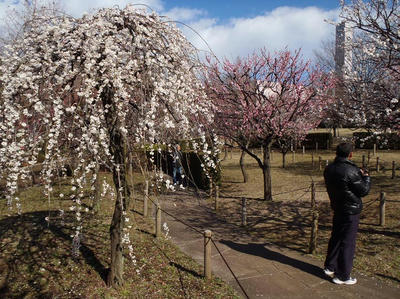 相模原北公園の梅20120325