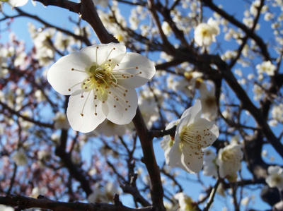 相模原北公園の梅20120325