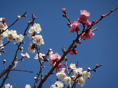 相模原北公園の梅20120325