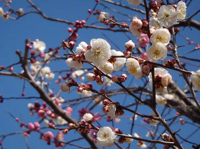 相模原北公園の梅20120325
