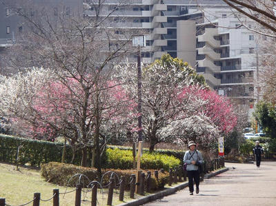 相模原北公園の梅20120325