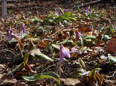 相模原北公園のカタクリ20120325
