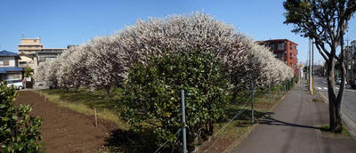 スモモの花