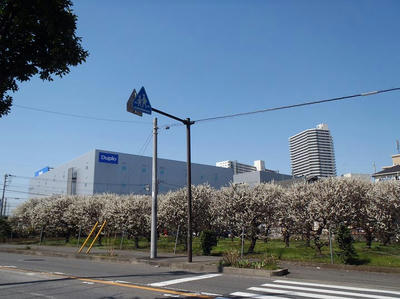 スモモの花