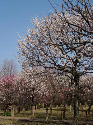 相模原北公園の梅20120402