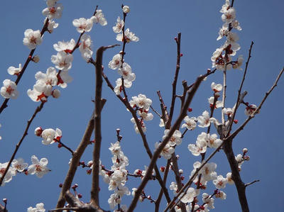 相模原北公園の梅20120402