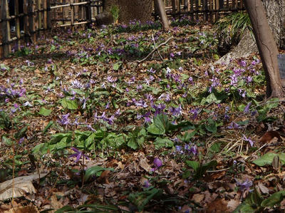 相模原北公園のカタクリ20120402