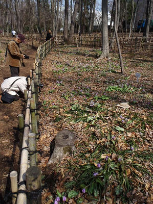 相模原北公園のカタクリ20120402